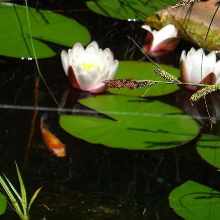 Maison d'hôtes Imperia, Museums-hotel, Treppensteigen Blankenburg (Harz)